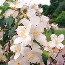 Load image into Gallery viewer, WESTERN SYRINGA Artisan Soap - Double Butter Formula!