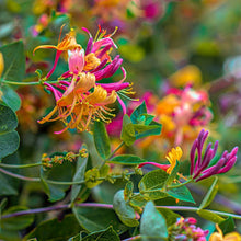 Load image into Gallery viewer, HONEYSUCKLE JASMINE Artisan Soap - Syringa Soapery