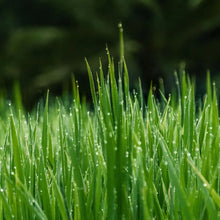 Load image into Gallery viewer, LEMONGRASS Artisan Soap - Double Butter Formula!