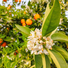 Load image into Gallery viewer, ORANGE BLOSSOM Artisan Soap
